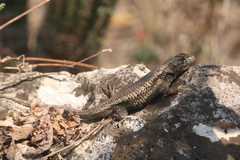 Sceloporus horridus