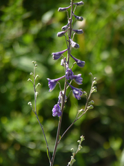 Delphinium exaltatum