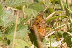 Polygonia oreas