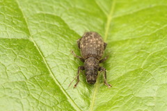 Brachyderes pubescens