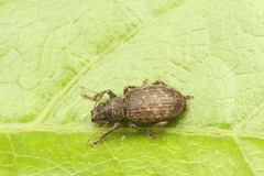 Brachyderes pubescens