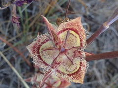 Calochortus tiburonensis