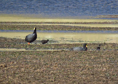 Fulica gigantea