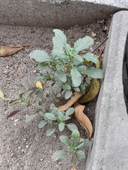 Amaranthus