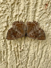 Synargis orestessa