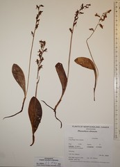 Platanthera obtusata