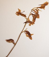 Platanthera obtusata