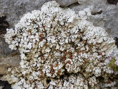 Squamarina stella-petraea