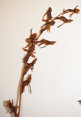 Platanthera obtusata