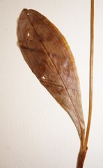 Platanthera obtusata