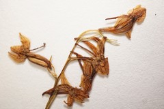 Platanthera obtusata