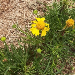 Helenium amarum amarum