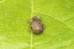 Brachyderes pubescens