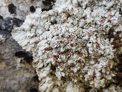 Squamarina stella-petraea