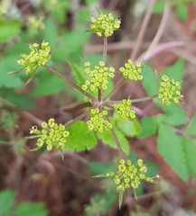 Arracacia aegopodioides