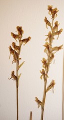 Platanthera obtusata