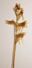 Platanthera obtusata