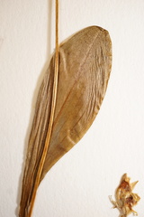 Platanthera obtusata