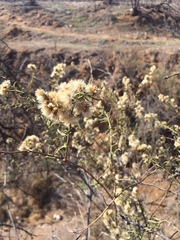 Baccharis paniculata