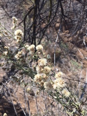 Baccharis paniculata