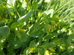Cerinthe minor auriculata