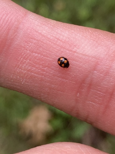 Orange-spotted Lady Beetle photo 5