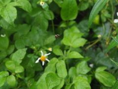 Thelacantha brevispina