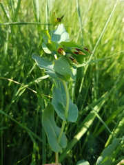 Cerinthe minor auriculata