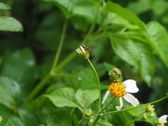 Idiella