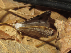 Digrammia triviata