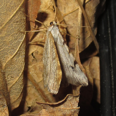 Digrammia triviata