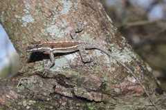 Anolis microlepidotus