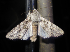 Egira crucialis