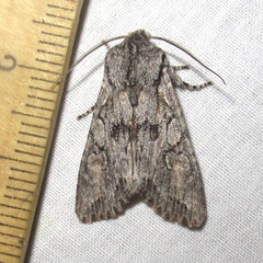 Egira crucialis