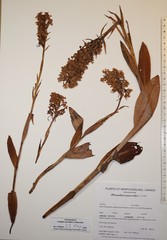 Platanthera psycodes