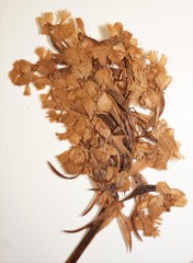 Platanthera psycodes