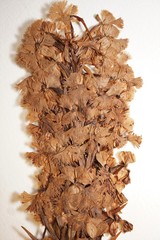 Platanthera psycodes