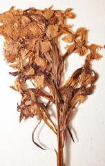 Platanthera psycodes