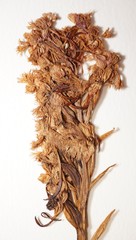 Platanthera psycodes