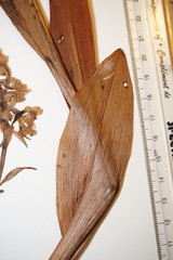 Platanthera psycodes