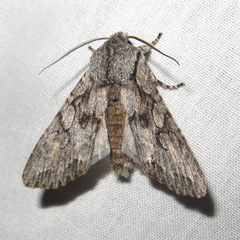 Egira crucialis