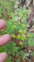 Arracacia aegopodioides