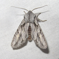 Egira crucialis
