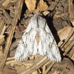 Egira crucialis