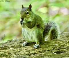 Sciurus carolinensis