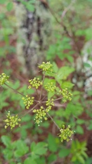 Arracacia aegopodioides