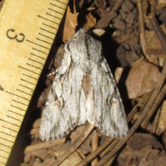 Egira crucialis