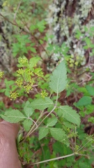 Arracacia aegopodioides