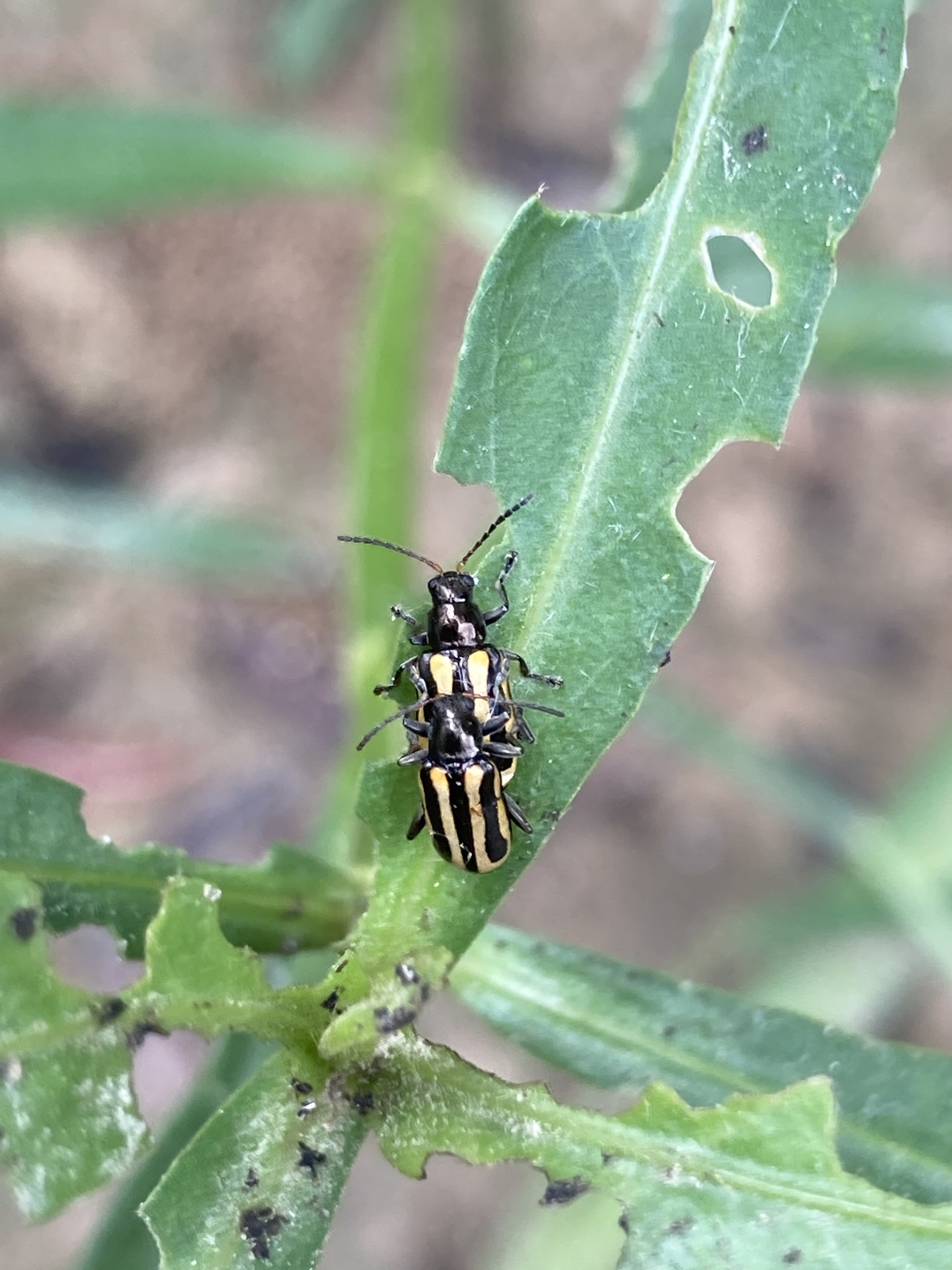 Alternanthera philoxeroides: původ a využití — fotografie 3