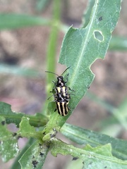 Alternanthera philoxeroides: původ a využití — fotografie 3